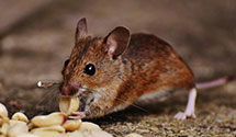 aircraft-pest-control Experts in Hanover Twp